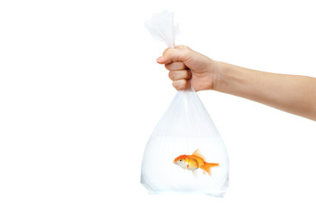 Wall Mural - Hand holding a plastic bag with golden fish in it