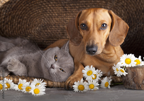 Obraz w ramie British kitten and red dachshund, cat and dog