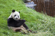 Panda Sits On The Ground And Eats Bamboo