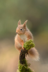 Wall Mural - red squirrel