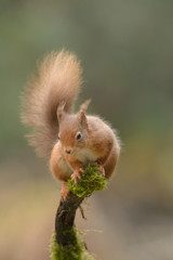 Wall Mural - red squirrel