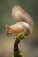 Wall Mural - red squirrel