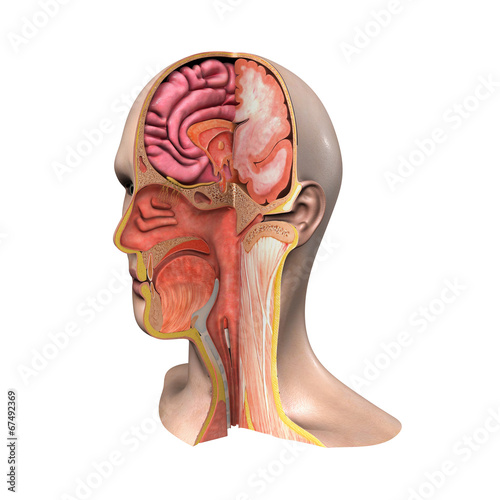 Naklejka - mata magnetyczna na lodówkę Face Anatomy