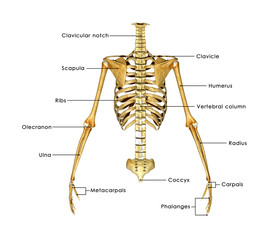 skeleton half