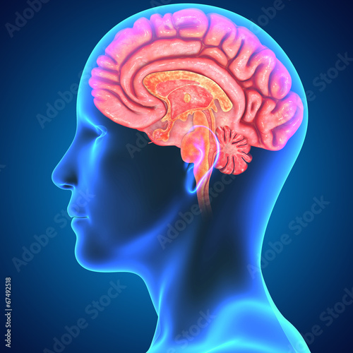 Naklejka dekoracyjna Human Brain