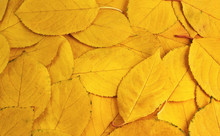 The Background Of Yellow Leaves