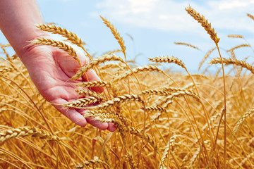 Wheat field and male hand holding cone in summer day