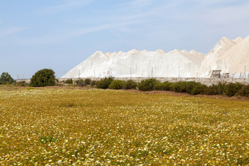 Poster - Blumenwiese und die Salinas de Llevant