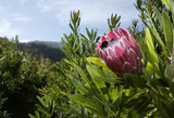 Fototapeta Kuchnia - Proteas