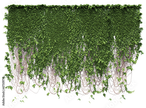 Cuadros en Lienzo Growing ivy leaves isolated on a white background