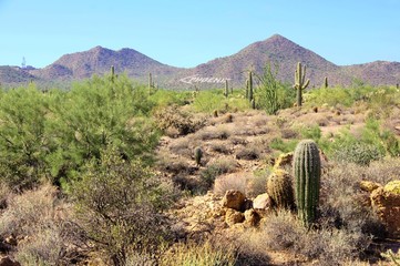 Wall Mural - Arizona desert view with mountains near Phoenix
