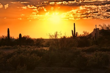 Wall Mural - Beautiful sunset view of the Arizona desert with cacti