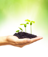 Wall Mural - hand holding and caring a young green plant