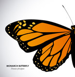 Fototapeta  - Butterfly design