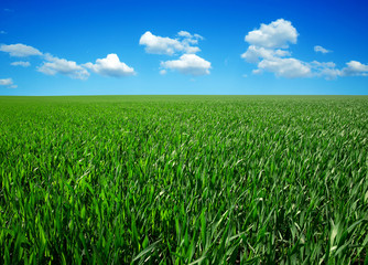 Wall Mural - green field