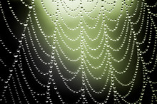 Spider Net With Water Drops