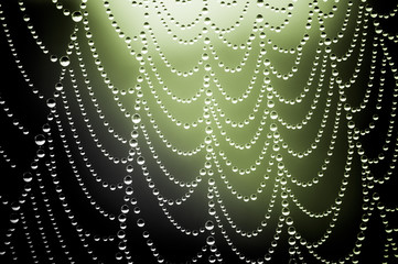 Spider net with water drops