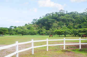 a big ranch of wild horses in El Kabayo, Olongapo, Philippines