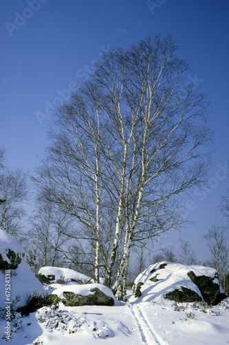 Fotografie, Obraz Betula verrucosa, Bouleau, Foret de Fontainebleau, 77
