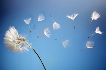 flying dandelion seeds on a blue background