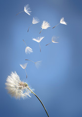 flying dandelion seeds on a blue background