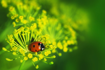 Wall Mural - ladybug on green leaf dill