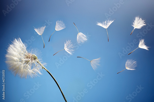 Fototapeta na wymiar flying dandelion seeds on a blue background