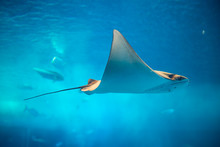 Stingray In Blue Water