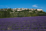 Fototapeta  - Paysage de provence