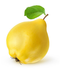 Fototapete - Isolated quince. One fresh quince fruit with leaf isolated on white background
