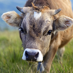 Poster - Carpathian cow