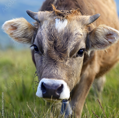 Fototapeta na wymiar Carpathian cow