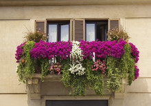 Balcony Decorated With Flowers Petunias