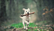 White puppy running with a stick