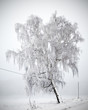 Tree covered in hoarfrost