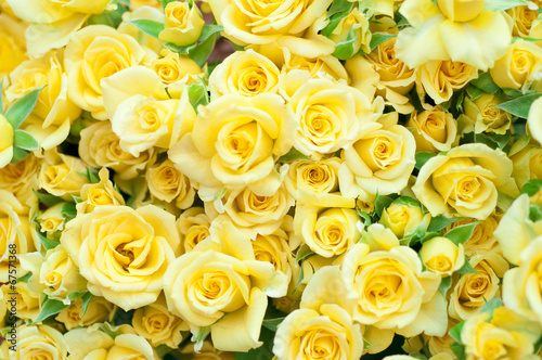 黄色いバラ バラ 薔薇 黄色 イエロー Stock Photo Adobe Stock