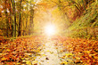 Herbstlicht auf buntem Waldweg – Version 2