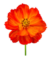 cosmos flower