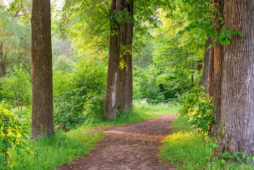 Naklejka na szafę wide trail of tall trees in the summer