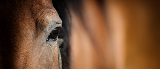 eye of arabian bay horse
