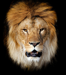 Wall Mural - lion portrait
