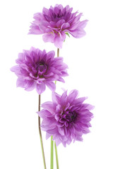 Wall Mural - dahlia