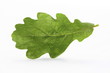 oak leaf