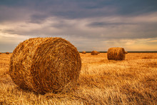 Harvested Field With Straw Bales In Sundown Before The Rain