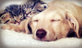 Fototapeta Zwierzęta - puppy and kittens sleeping