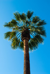 Palma su sfondo azzurro, cielo