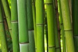 Fototapeta Sypialnia - Bambus - bamboo 49