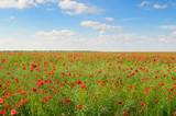Fototapeta Maki - poppies on green field
