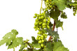 young green unripe wine grapes on a white background