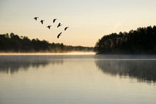 Geese Landing At Sunrise